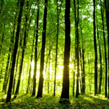 Compost used in sustainable agriculture