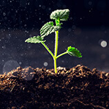 Nutrition for the plants